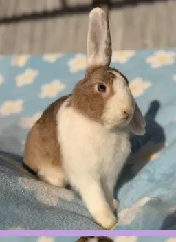 A ginger and white rabbit on a blue patterned blanket