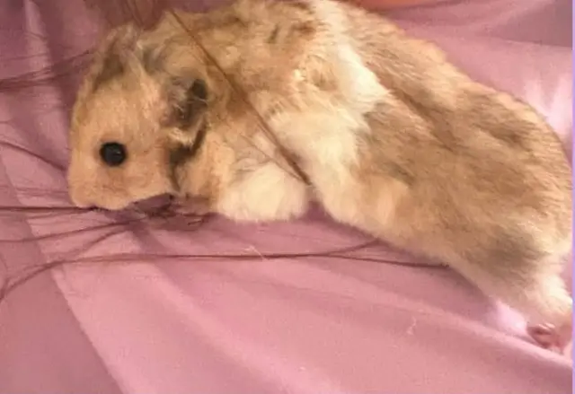 A sandy-brown and white hamster resting on a pink cloth