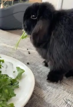 A black rabbit eating a leaf of greens