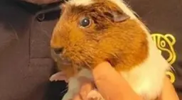 Sponsor Hope, sanctuary guinea pig