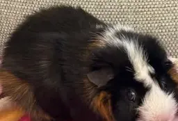 Will you be my sponsor? Rafers, a sanctuary guinea pig