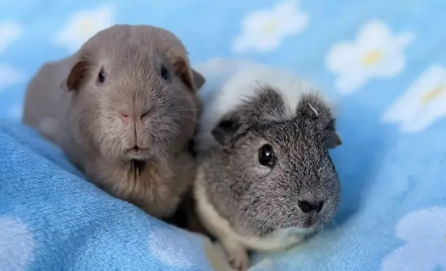 Two guinea pigs, one grey-brown and one grey and white, on a blue blanket with white flowers