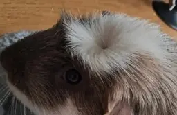 Will you be my sponsor? Scooby, a sanctuary guinea pig
