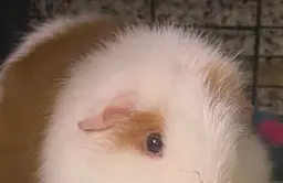 Will you be my sponsor? Sir Newton, a sanctuary guinea pig