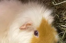 Will you be my sponsor? Sir Pratchett, a sponsored sanctuary guinea pig