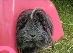Sponsor Tulip and help with her ongoing care