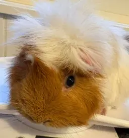 Will you sponsor Unicorn the guinea pig?
