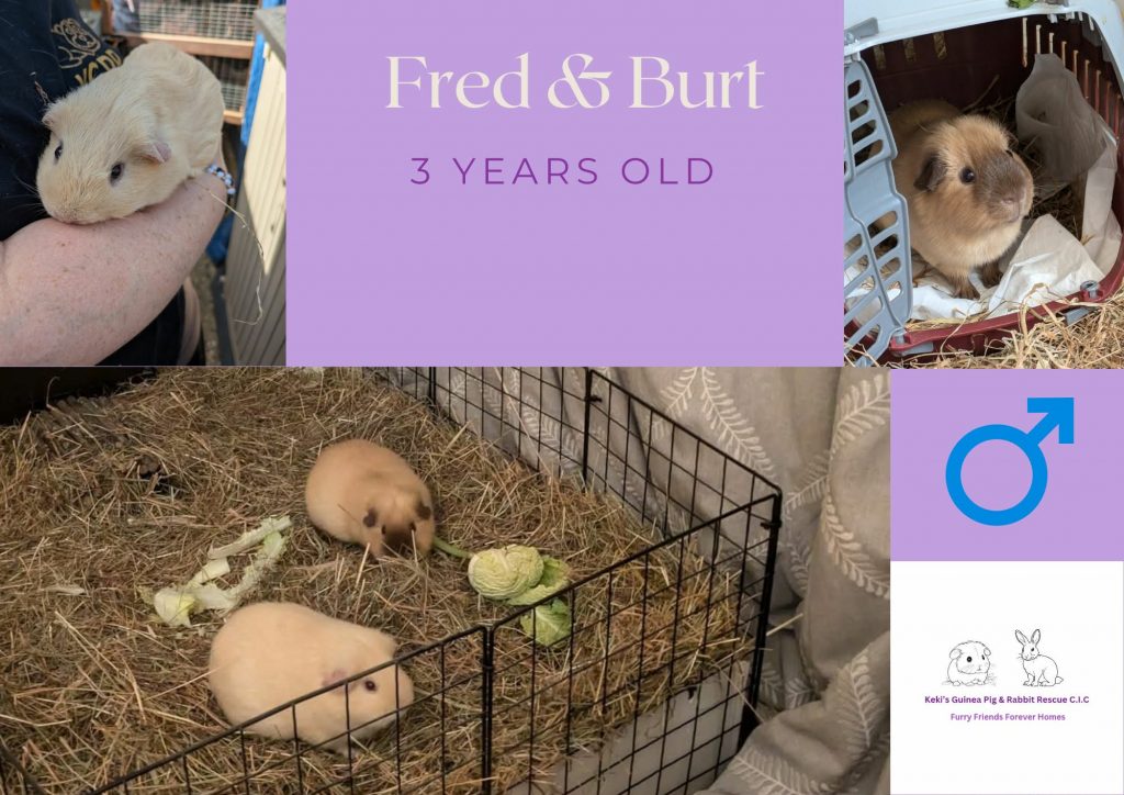 Fred and Burt, 3yo piggies are looking for their forever home