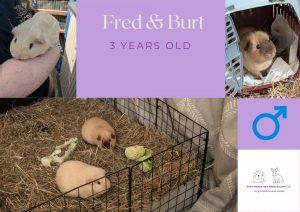 Fred and Burt, 3yo piggies are looking for their forever home