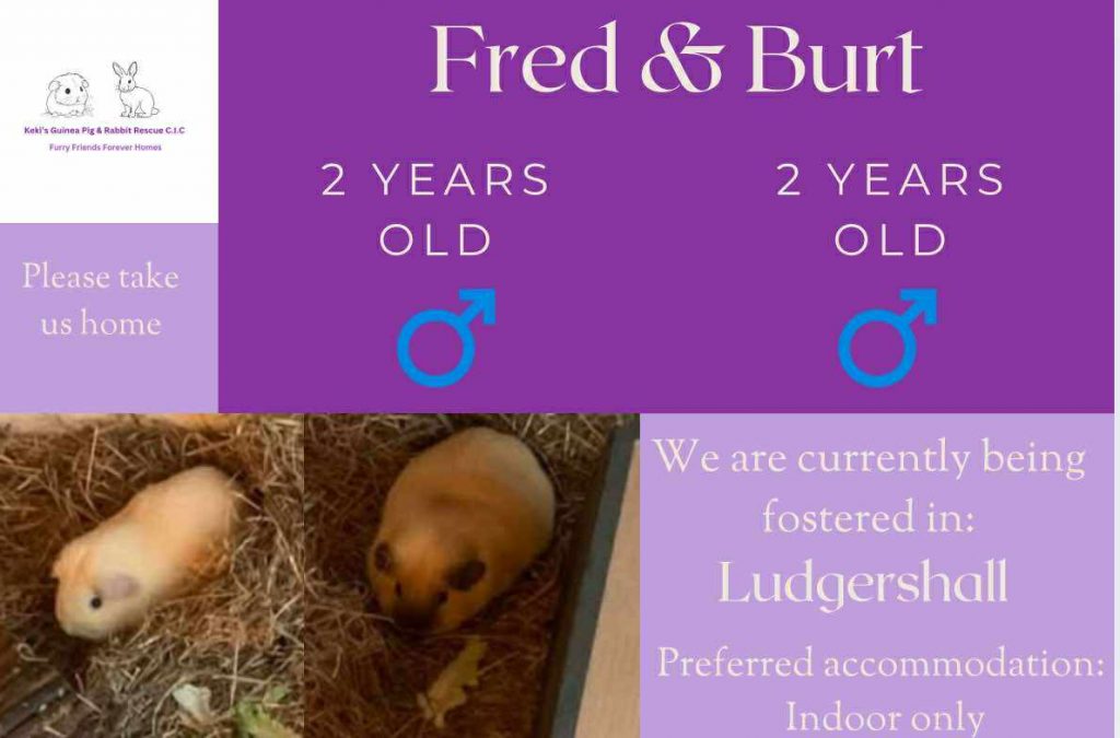 Fred and Burt, 2 yo piggies are looking for an indoor home