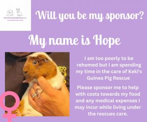 Sponsor Hope, sanctuary guinea pig