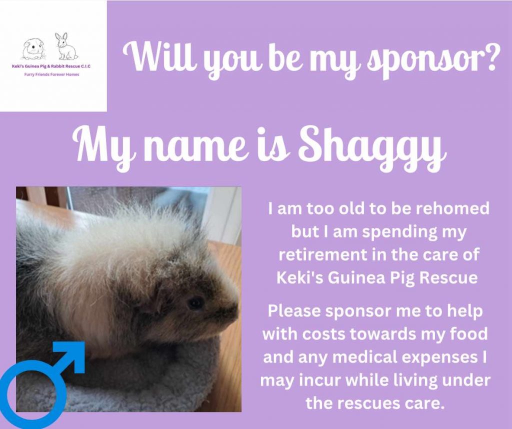 Sponsor Shaggy, sanctuary guinea pig