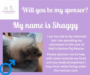 Sponsor Shaggy, sanctuary guinea pig