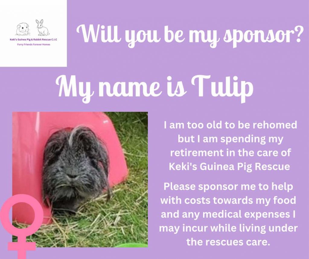 Sponsor Tulip and help with her ongoing care