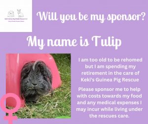 Sponsor Tulip and help with her ongoing care