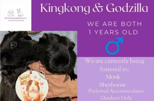 Kingkong and Godzilla, 1yo piggies are looking for an outdoor home