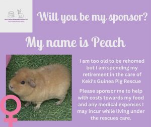 Sponsor Peach, a sanctuary piggie who is spending their retirement at Keki's