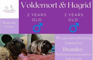 Voldemort and Hagrid, 2yo piggies are looking for an indoor home.