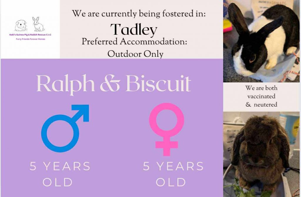 Ralph and Biscuit, 5yo bunnies are looking for an outdoor home