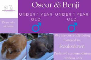 Oscar and Benji, under 1yo piggies looking for an outdoor home