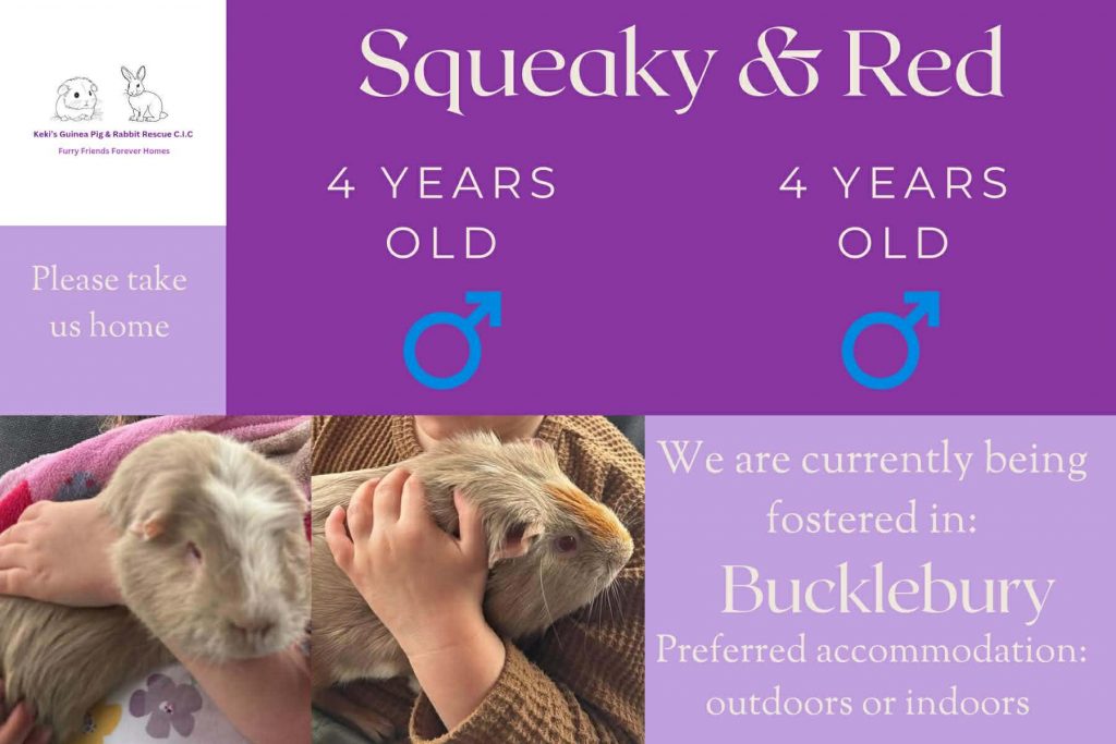 Squeaky and Red, 4yo piggies looking for their forever home
