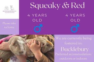 Squeaky and Red, 4yo piggies looking for their forever home