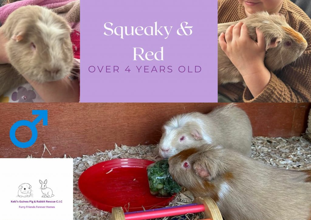 Squeaky and Red, over 4yo piggies are looking for their forever home