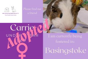 Carrie guinea pig adopted