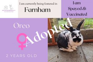 Oreo rabbit adopted