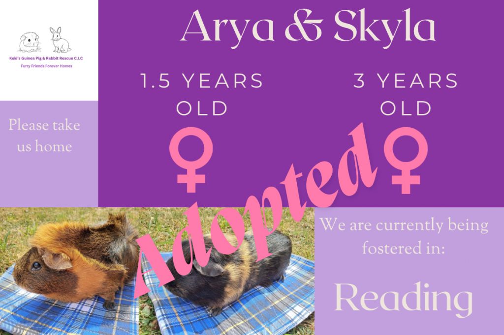 Arya and Skyla have been adopted!
