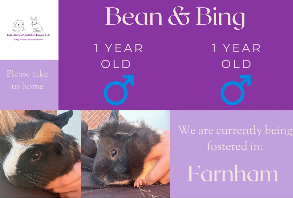 Bean and Bing, 1 year old piggies are looking for their forever home