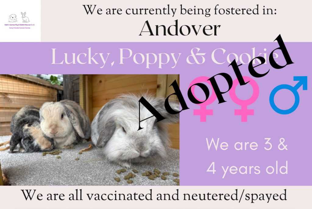Lucky, Poppy and Cookie has been adopted!