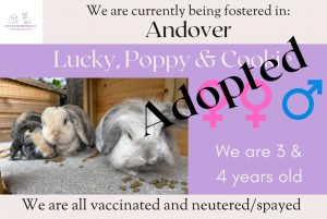 Lucky, Poppy and Cookie has been adopted!