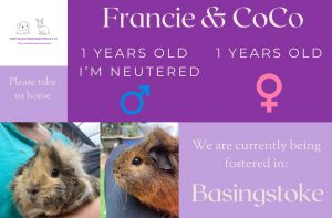 Adoption information for Francie & CoCo