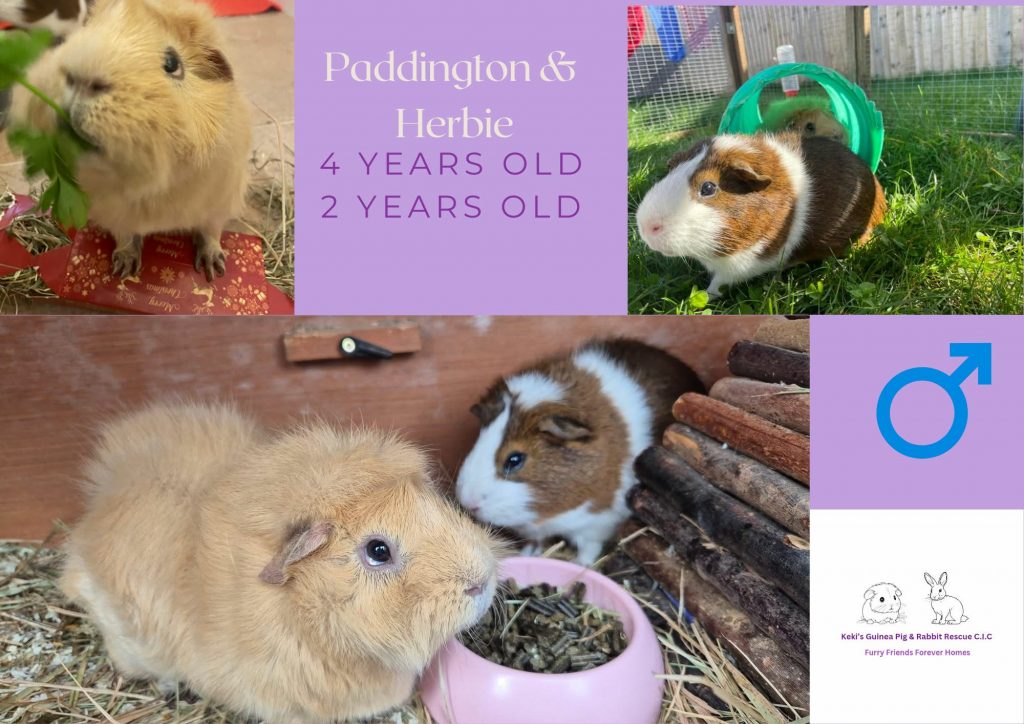 Paddington and Herbie, 4/2yo piggies are looking for their forever home