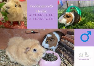 Paddington and Herbie, 4/2yo piggies are looking for their forever home