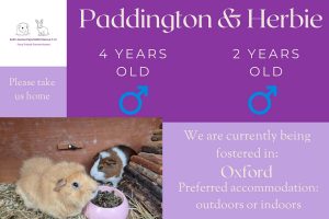 Paddington and Herbie, 2/4 yo piggies are looking for their forever home