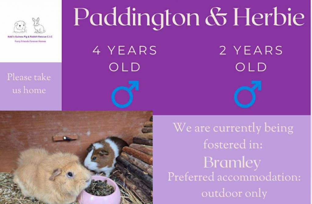 Paddington and Herbie, 2/4yo piggies are looking for an outdoor home