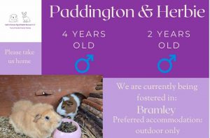 Paddington and Herbie, 2/4yo piggies are looking for an outdoor home