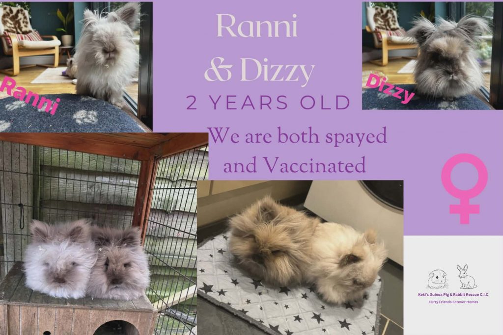 Ranni and Dizzy, 2yo bunnies are looking for their forever home