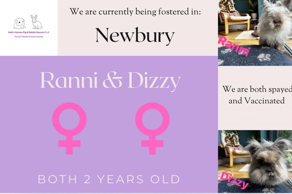 Ranni and Dizzy, 2 year old rabbits are looking for their new home