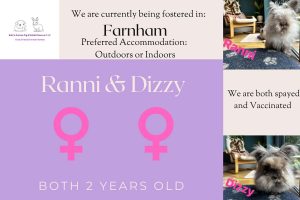 Ranni and Dizzy, 2yo bunnies are looking for their forever home