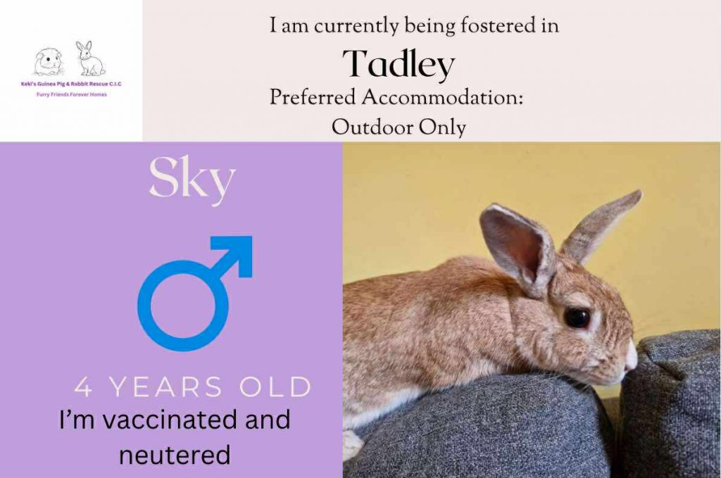 Sky, 4yo bunny is looking for an outdoor home