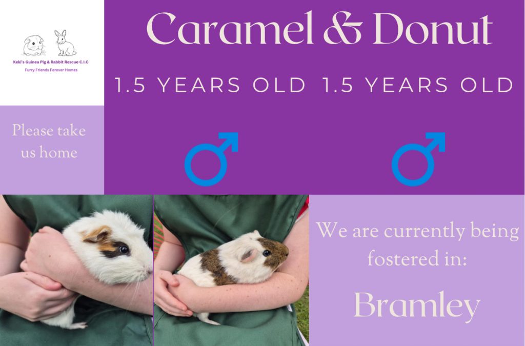 Caramel and donut adoption details