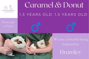 Caramel and donut adoption details