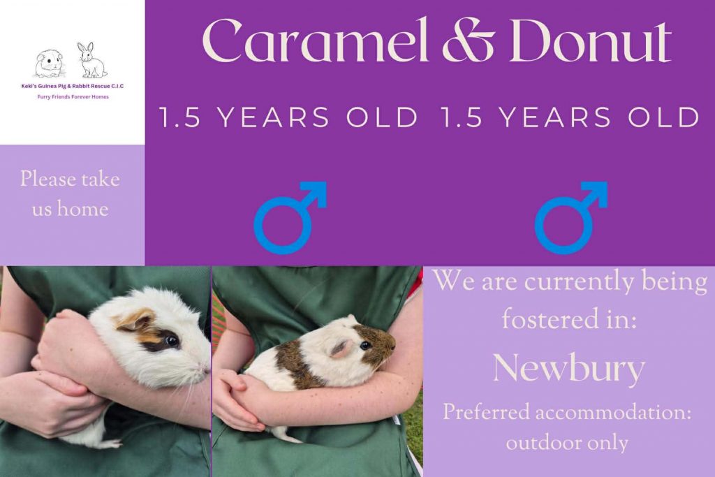Caramel and donut, 1.5yo piggies are looking for an outdoor home