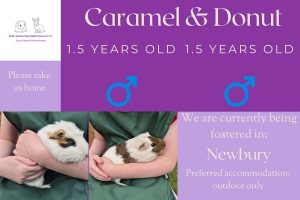 Caramel and donut, 1.5yo piggies are looking for an outdoor home