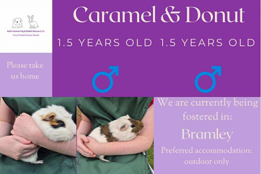 Caramel and Donut, 1.5yo piggies are looking for an outdoor home