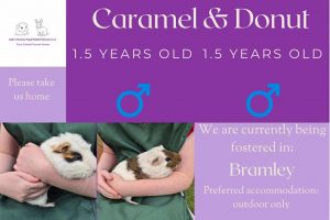 Caramel and Donut, 1.5yo piggies are looking for an outdoor home