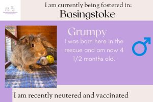 Grumpy adoption details